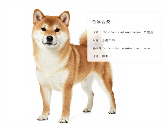 日系柴犬品相鉴赏,深褐色眼色,健康筛查报告全解析