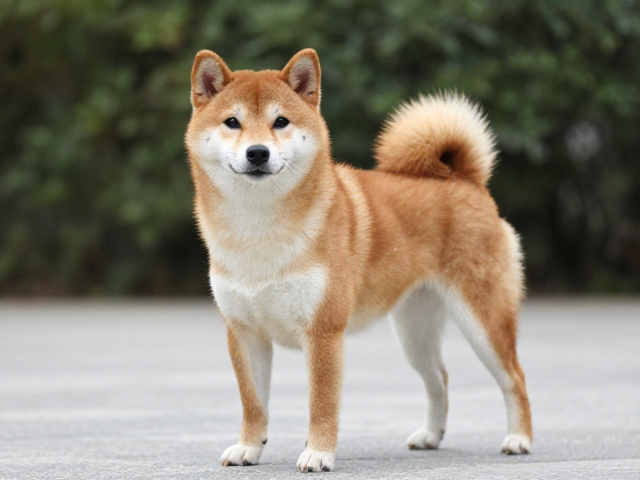 日系柴犬品相，四肢笔直骨骼强壮，控制体重防肥胖指南
