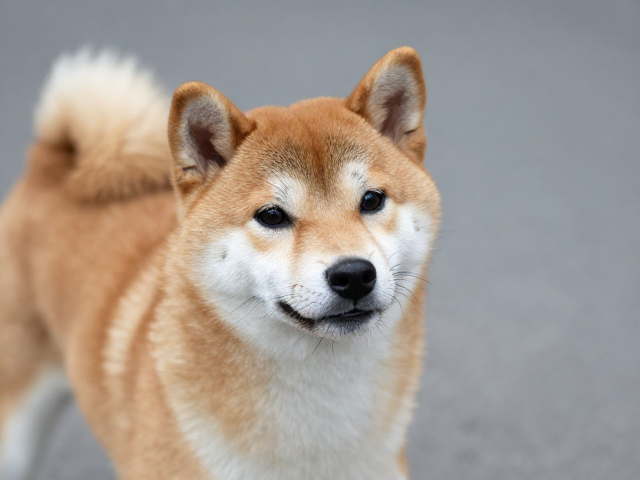 日系柴犬品相，外层毛硬直、忠诚亲近主人的完美标准