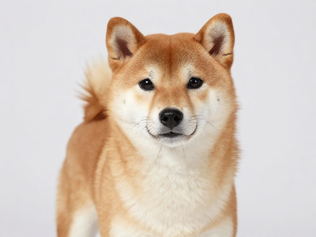 日系柴犬品相,面部短毛与紧凑腰身的特征解析