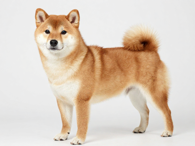 日系柴犬品相,腰部短且紧凑、外层毛硬且直,优质柴犬特征详解