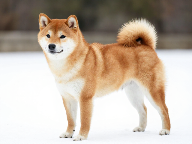 日系柴犬品相,腰部短且紧凑、外层毛硬且直,优质柴犬特征详解