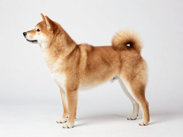 日系柴犬品相与血统,背部水平强壮的标准与证书要求