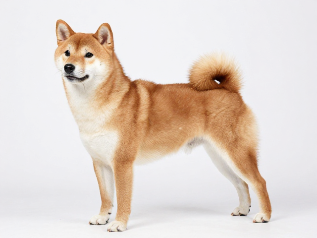 日系柴犬品相与血统,背部水平强壮的标准与证书要求