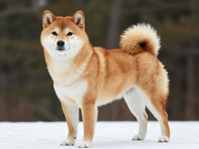 日系柴犬品相,尾毛蓬松卷曲符合AKC标准吗?