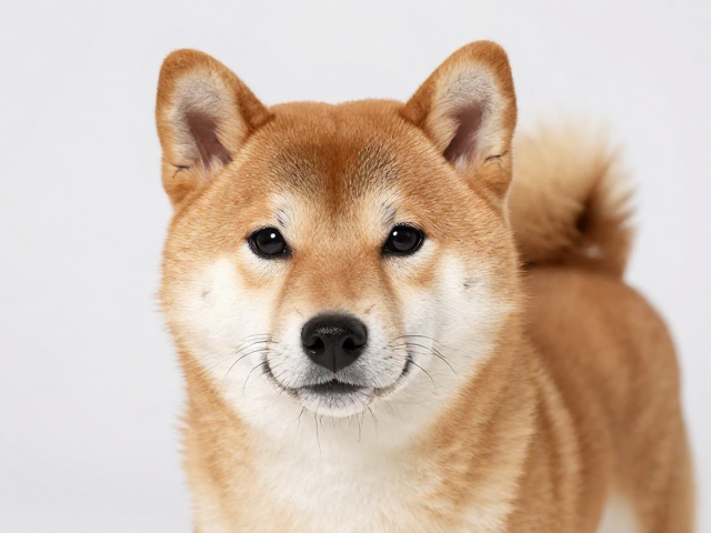 日系柴犬品相,三角深邃眼与季节性换毛特征解析