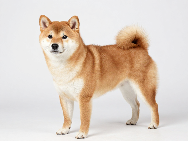 日系柴犬品相,腰部短且紧凑,独立又固执的颜值与性格解析