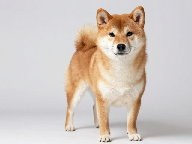 柴犬品相误区,爪子猫爪状紧凑,别误以为体型越大越好