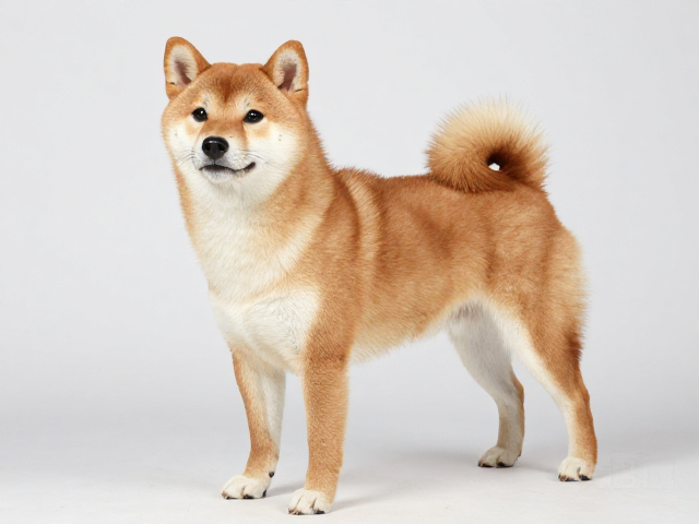 日系柴犬品相展示犬体型规范,警惕膝骨脱臼高发风险