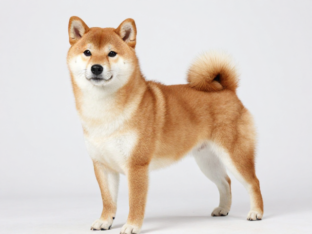 日系柴犬品相标准,繁殖者资格审核与胸部深邃宽广的关键解析