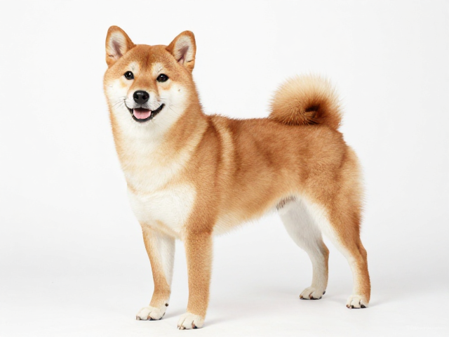 日系柴犬品相标准,繁殖者资格审核与胸部深邃宽广的关键解析