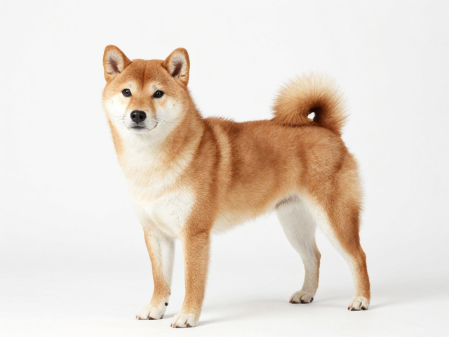 日系柴犬品相,四肢笔直骨骼强壮,警惕髋关节发育不良