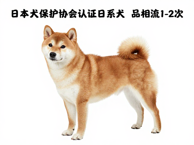 日本犬保护协会认证日系柴犬品相,每周梳理1-2次毛发指南