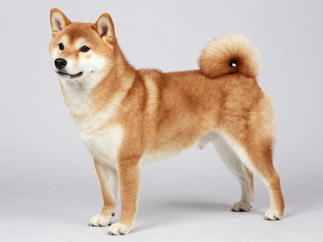 日系柴犬品相标准,繁殖者资格审核与胸部深邃宽广的关键解析