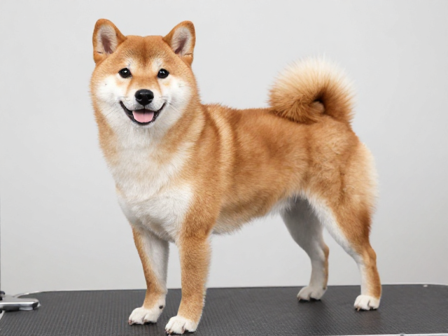 日系柴犬品相标准,外层毛硬直,每日适量运动更健康