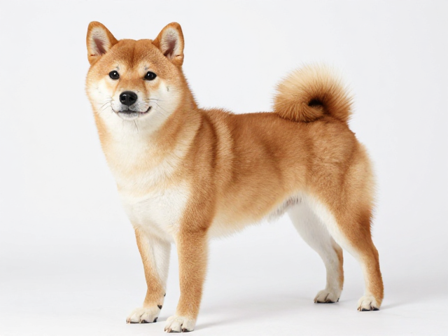 日系柴犬品相解析,面部皱纹少与展示犬体型规范标准