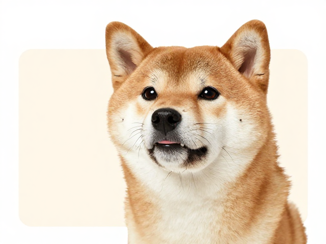 日系柴犬品相解析,吻部短粗有力,警惕膝骨脱臼隐患