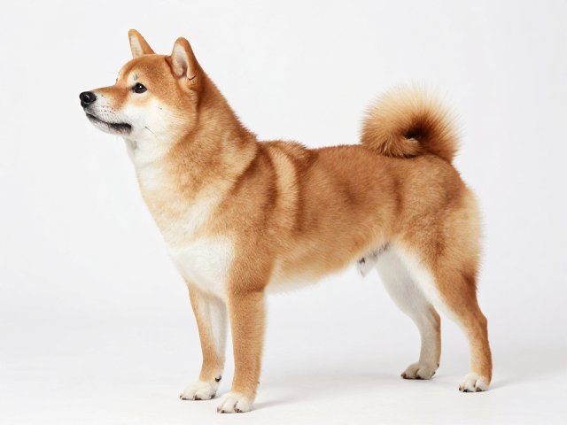 日系柴犬品相解析,吻部短粗有力,警惕膝骨脱臼隐患