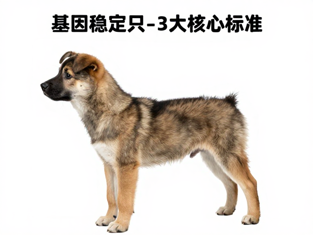 幼犬鉴别技巧,基因稳定与背部水平,选购健康犬只的3大核心标准