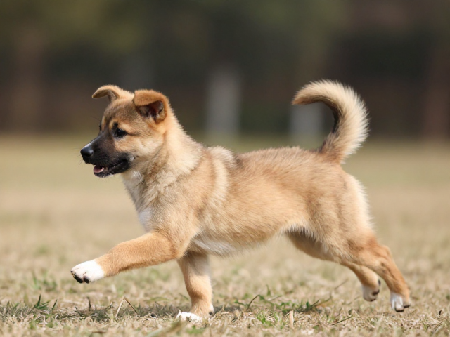 幼犬鉴别技巧,通过奔跑动作流畅度筛选正规犬舍