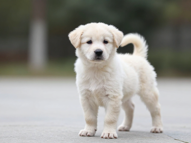 幼犬鉴别技巧,躯干短小轻快有力,选对健康宝宝必看