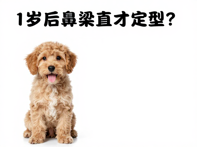 幼犬鉴别技巧，1岁后鼻梁直才定型？新手避坑指南