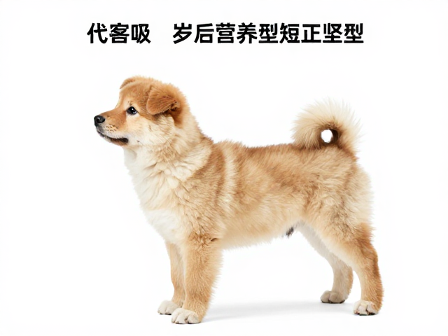 幼犬鉴别技巧,腰部短且坚实,1岁后体型定型关键点