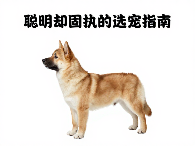 幼犬鉴别技巧,赛级标准解析,聪明却固执的选宠指南