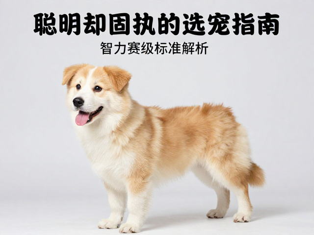 幼犬鉴别技巧,赛级标准解析,聪明却固执的选宠指南