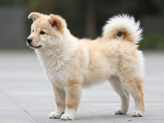 幼犬鉴别技巧,尾根粗大代表什么?1岁后是否定型?