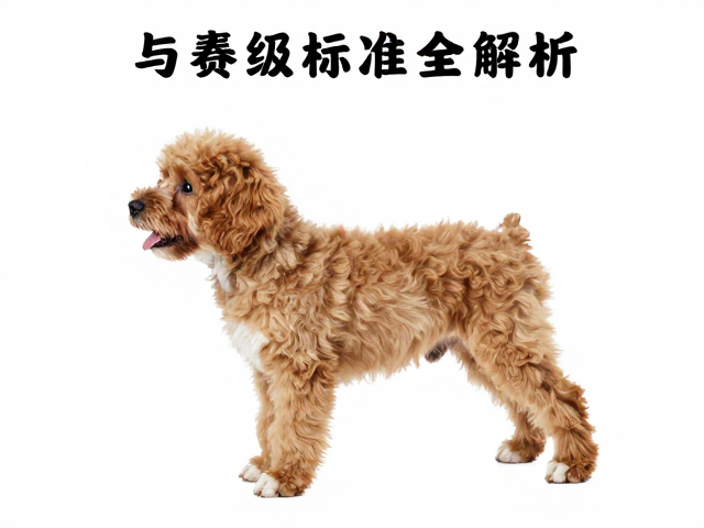 幼犬鉴别技巧,卷曲状特征与赛级标准全解析