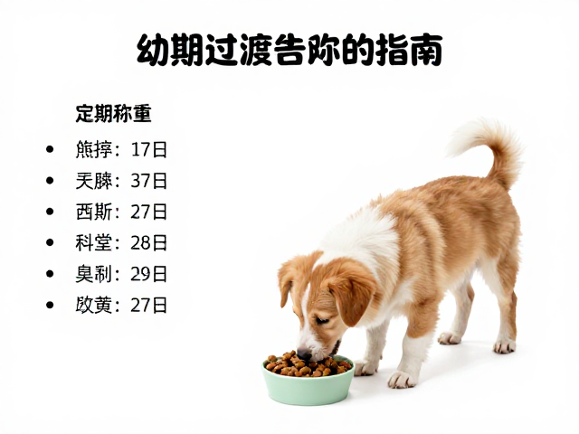 幼犬喂食指南,通过定期称重监测,科学过渡至成犬每日2次