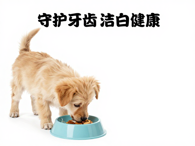 幼犬喂食指南,避免暴饮暴食,守护牙齿洁白健康