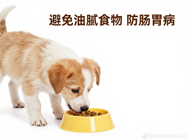 幼犬喂食注意,保持环境清洁,避免油腻食物防肠胃病