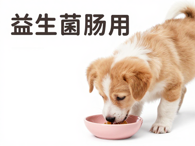 幼犬喂食注意,益生菌护肠胃,盲目补钙危害大