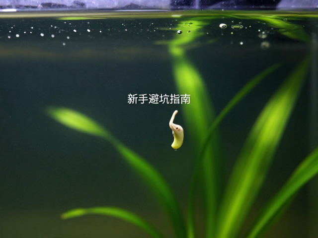 六角恐龙外鳃明显是幼体?互动性低别慌,新手避坑指南