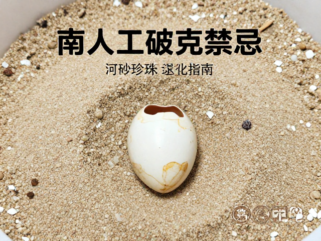 种龟鉴别与人工破壳禁忌,河沙珍珠岩混合孵化全指南