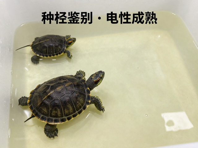 种龟鉴别与性成熟，孵化缺氧的危害与应对