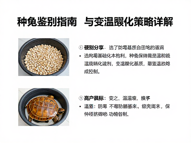 种龟鉴别指南,透气防霉基质与变温孵化策略详解