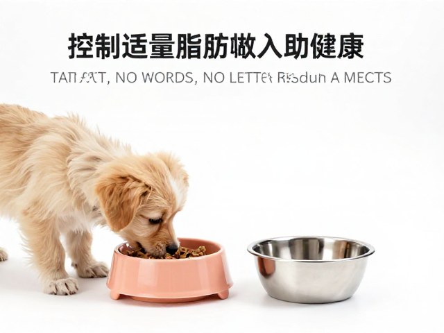 幼犬喂食选陶瓷还是不锈钢碗?控制适量脂肪摄入助健康
