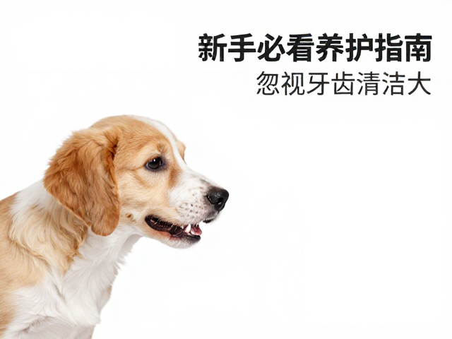 幼犬喂食后禁剧烈运动,忽视牙齿清洁危害大,新手必看的科学养护指南