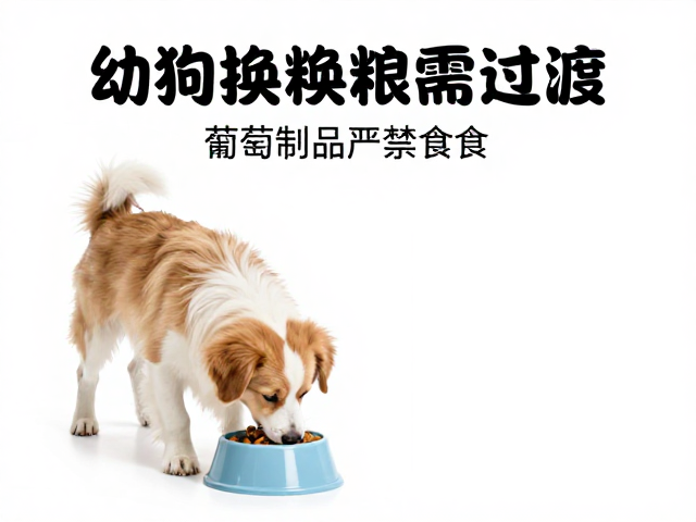 幼犬喂食注意,换粮需过渡,葡萄制品严禁食用!