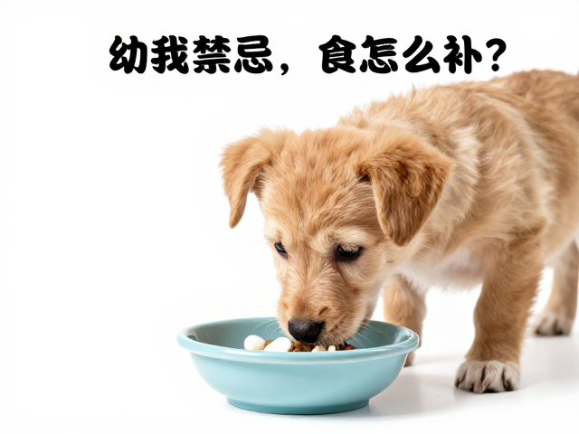 幼犬喂食禁忌,钙片怎么补?过度喂零食危害大