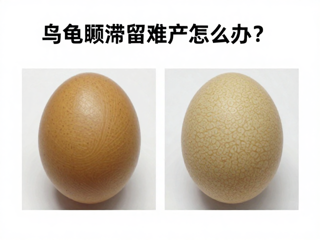 乌龟卵滞留难产怎么办?雌雄分辨方法与急救处理指南