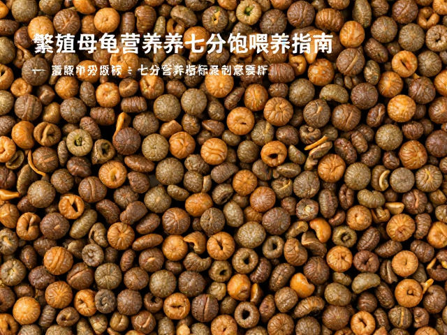 龟粮怎么选?繁殖期母龟营养与七分饱喂养指南