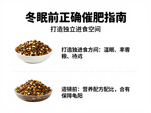龟粮怎么选?打造独立进食空间,冬眠前正确催肥指南