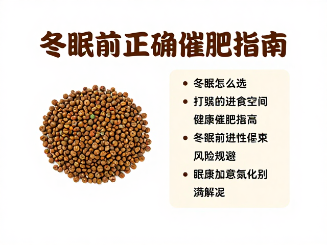 龟粮怎么选?打造独立进食空间,冬眠前正确催肥指南