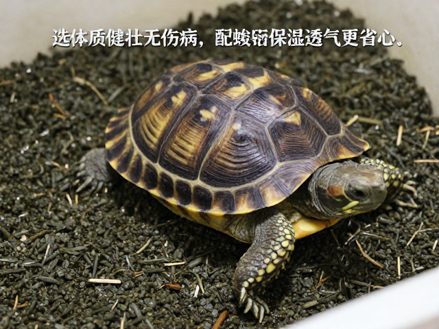 种龟鉴别技巧，选体质健壮无伤病，配蛭石保湿透气更省心