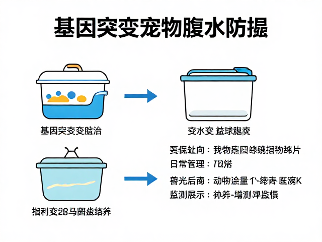 基因突变宠物腹水防治,饲养箱尺寸与日常管理指南