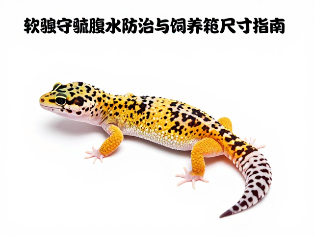 豹纹守宫腹水防治与饲养箱尺寸指南,核心护理要点解析